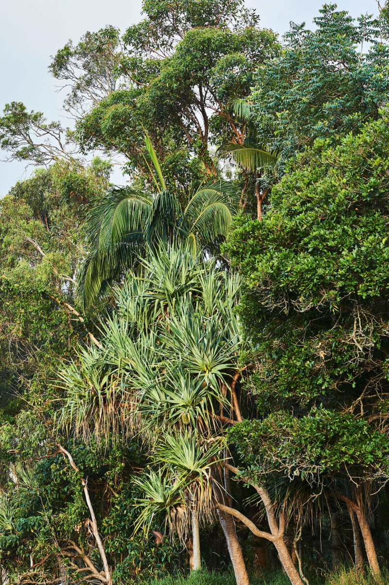 NoosaTreeHouse-01
